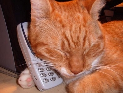 Cat on telephone