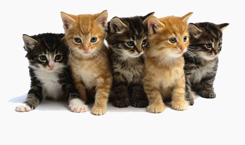 Kittens in a row